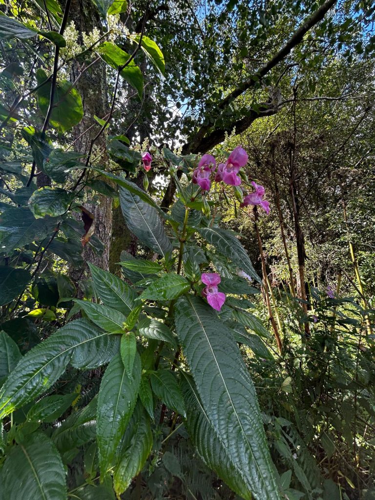 Himalayan Balsam
