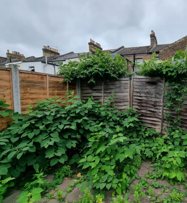 Japanese Knotweed growing over garden fences at the rear of a terraced property